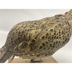Taxidermy; Ring necked pheasant (Phasianus colchicus), full female adult upon a wooden plinth, H30cm 