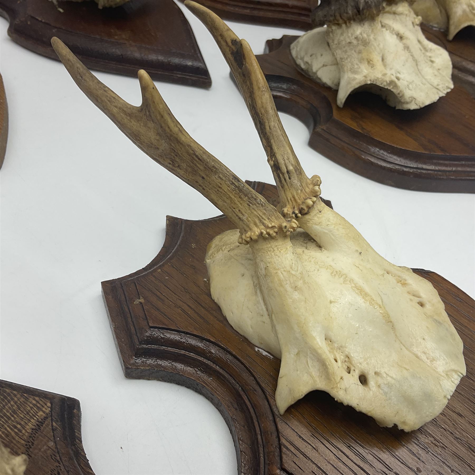 Antlers/Horns: Roe Deer (Capreolus capreolus) ten pairs of roe deer antlers mounted upon wooden shields, shield H19cm 