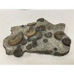 Ammonite multi-block fossil, comprising Dactylioceras and Eleganticeras, age; Jurassic period, location; Port MulGrave, Whitby, H31cm L22cm 