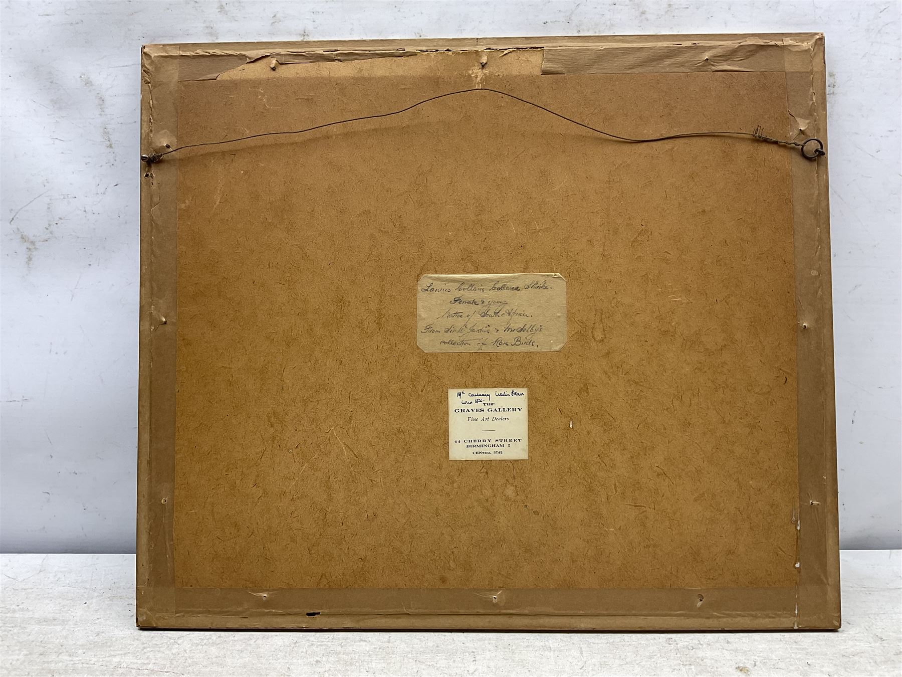 Circle of Prideaux John Selby (British 1788-1867): 'Lanius Collaris (Southern Fiscal) - Female and Young', 19th century pencil and watercolour unsigned, titled and inscribed 'From Sir Jardine and Mr Selby's collection of rare birds' on label verso, 21cm x 28cm 