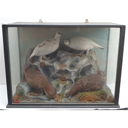 Taxidermy: Victorian cased display, four Grouse/Rock Ptarmigan, (Lagopus muta), in naturalistic setting upon rocky outcrop detailed with lichen and grasses, set against a pale blue painted backdrop, encased within an ebonised three pane display case, H52cm L73cm D29cm 
