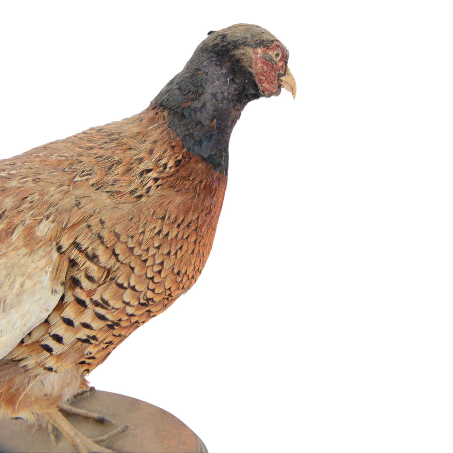 Taxidermy: Cockerel (Gallus gallus domesticus), full adult mount with head turning slightly to the right, on open display, together with taxidermy Pheasant (Phasianus colchicus), full adult male mount on open display, cockerel H43cm 