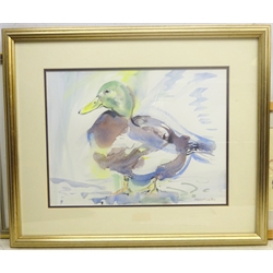 Hazel Lale (British Contemporary): Study of a Mallard, watercolour signed