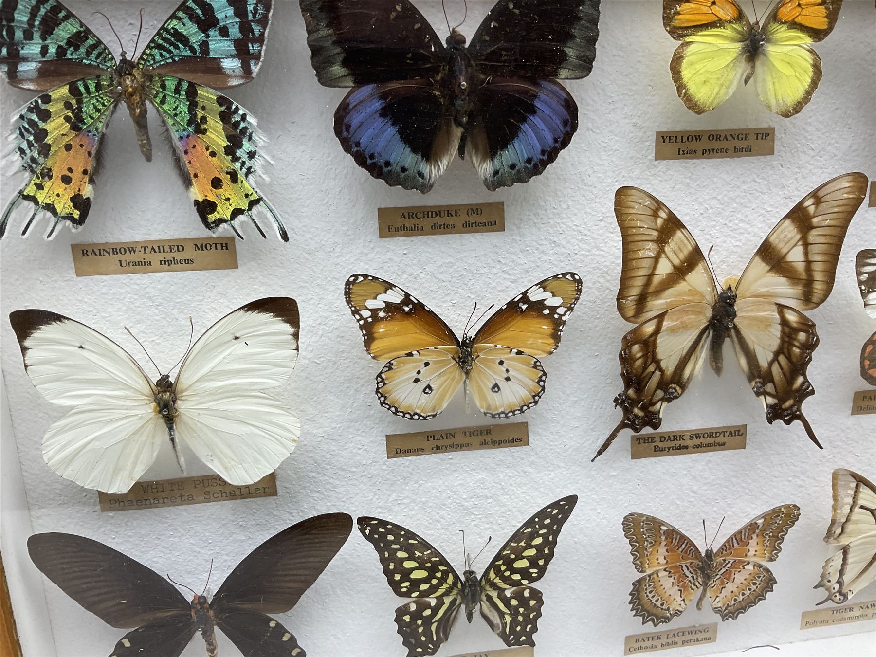 Entomology Glazed entomology collector's drawer display of various