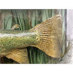 Taxidermy: Brown trout (Salmo trutta), skin mount set above a pebbled river bed with reeds and ferns, against blue painted back drop, enclosed within an ebonised bow-front display case, with 'Costa Beck May 27th 1911, Weight 2 1/2lbs', inscribed to the glass, H34cm, L58cm 