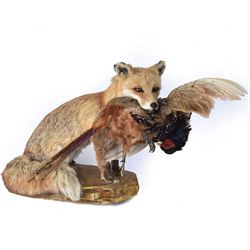 Taxidermy: Red Fox (Vulpes vulpes) with cock pheasant (Phasianus colchicus), open display upon a rocky base, H51cm