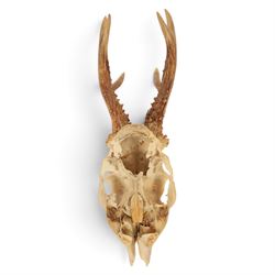 Taxidermy: European Roe Deer (Capreolus capreolus), shoulder mount, together with Roe deer antlers on cut upper skull