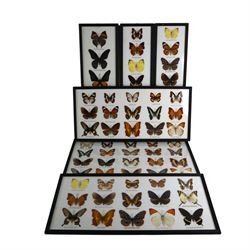 Entomology; group of framed tropical butterfly specimens, including Brookana, Orange Oakle...