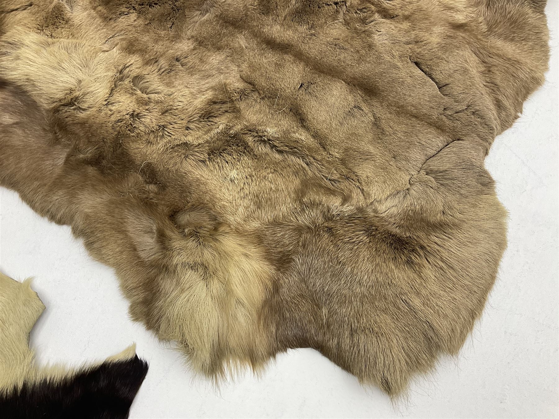 Taxidermy; Goat (Capra aegagrus hircus) pelt and deer (Cervidae) pelt, largest example L127cm