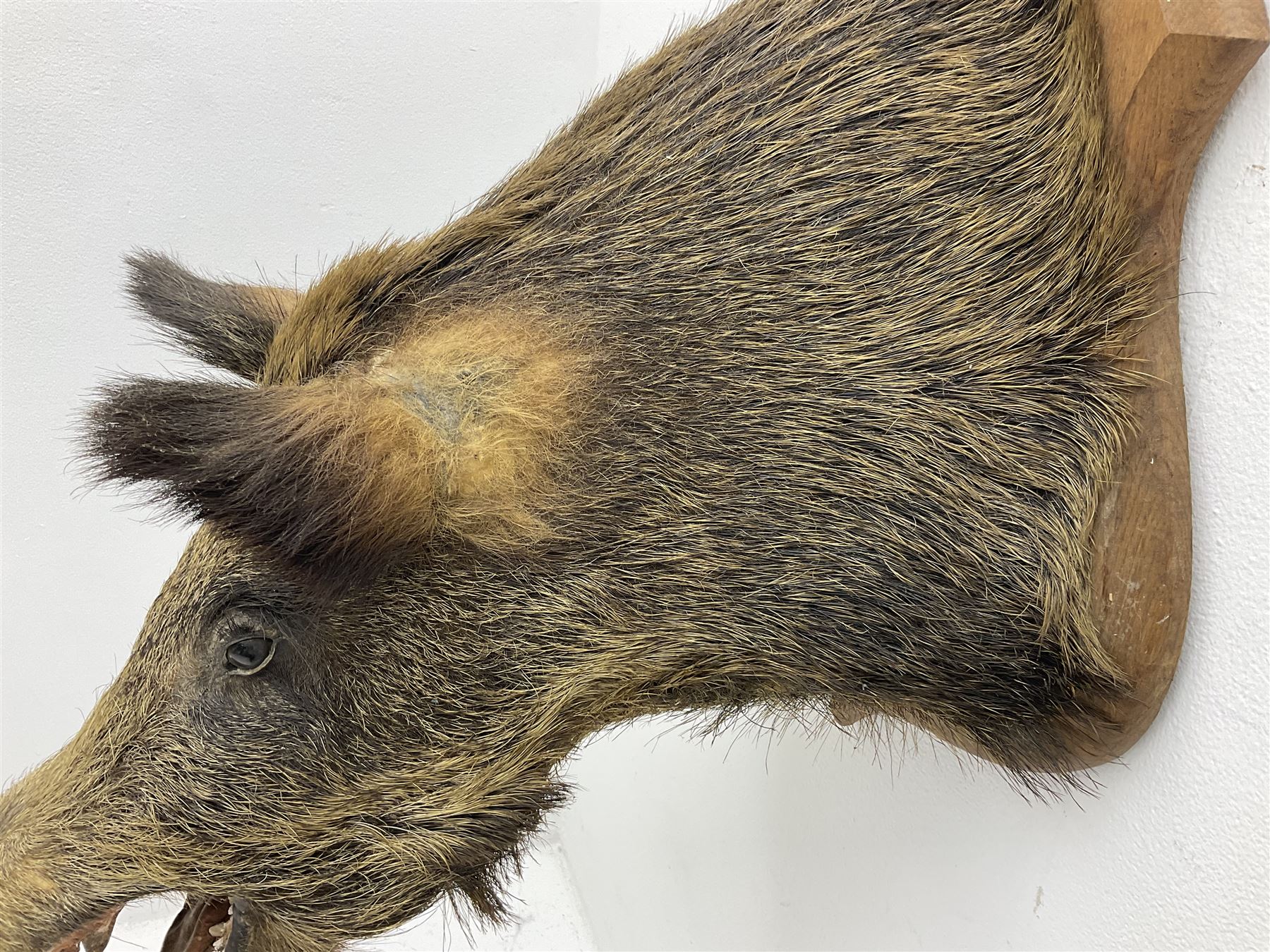 Taxidermy; European Wild Boar (Sus scrofa), adult shoulder mount looking straight ahead, with mouth agape, mounted upon a wooden shield, H70cm