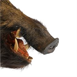 Taxidermy - Adult European wild boar head (Sus Scrofa) on wooden wall shield H72cm x W43cm x D53cm