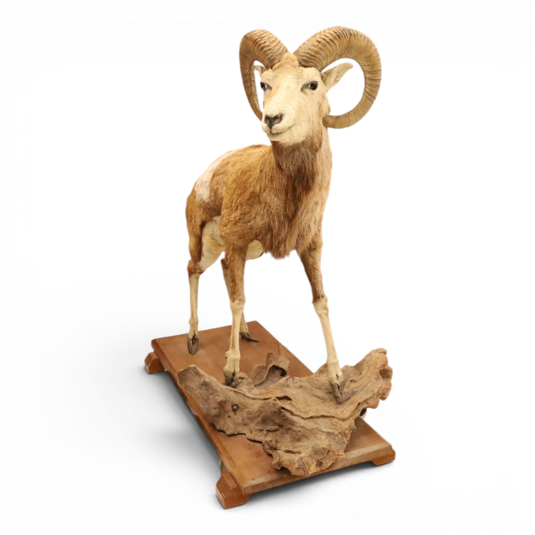 Taxidermy - Mouflon Ram (Ovis gmelini), full adult male mount on open display with front legs raised on naturalistic stand, on raised wooden base, overall W110cm H118cm 