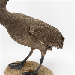 Taxidermy: Black Swan (Cygnus atratus), full mount adult looking straight ahead, stood upon an oval pebble covered base, H68cm