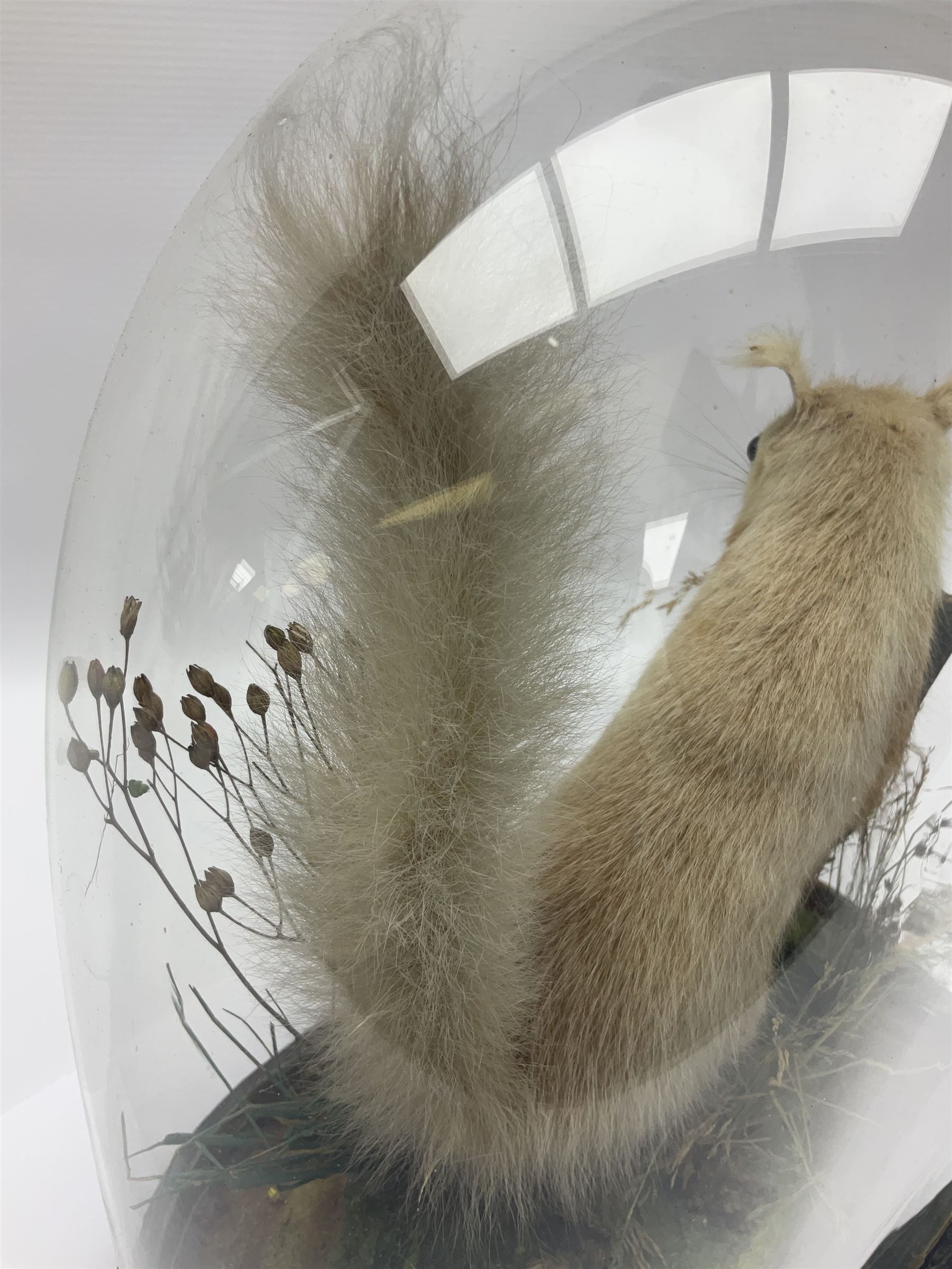 Taxidermy: Victorian cased Red Squirrel (Sciurus vulgaris), full mount adult, upon a tree branch with a naturalistic ground, enclosed beneath a period oval glass dome with ebonised base, raised upon four bun feet, H36cm 