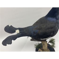 Taxidermy: Black Grouse (Lyrurus tetrix), full mount adult cockbird, open display perched upon a branch, H48cm