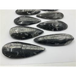 Nine individual polished Orthoceras fossils, age; Devonian period, location; Morocco, each approximately L9cm, D4cm