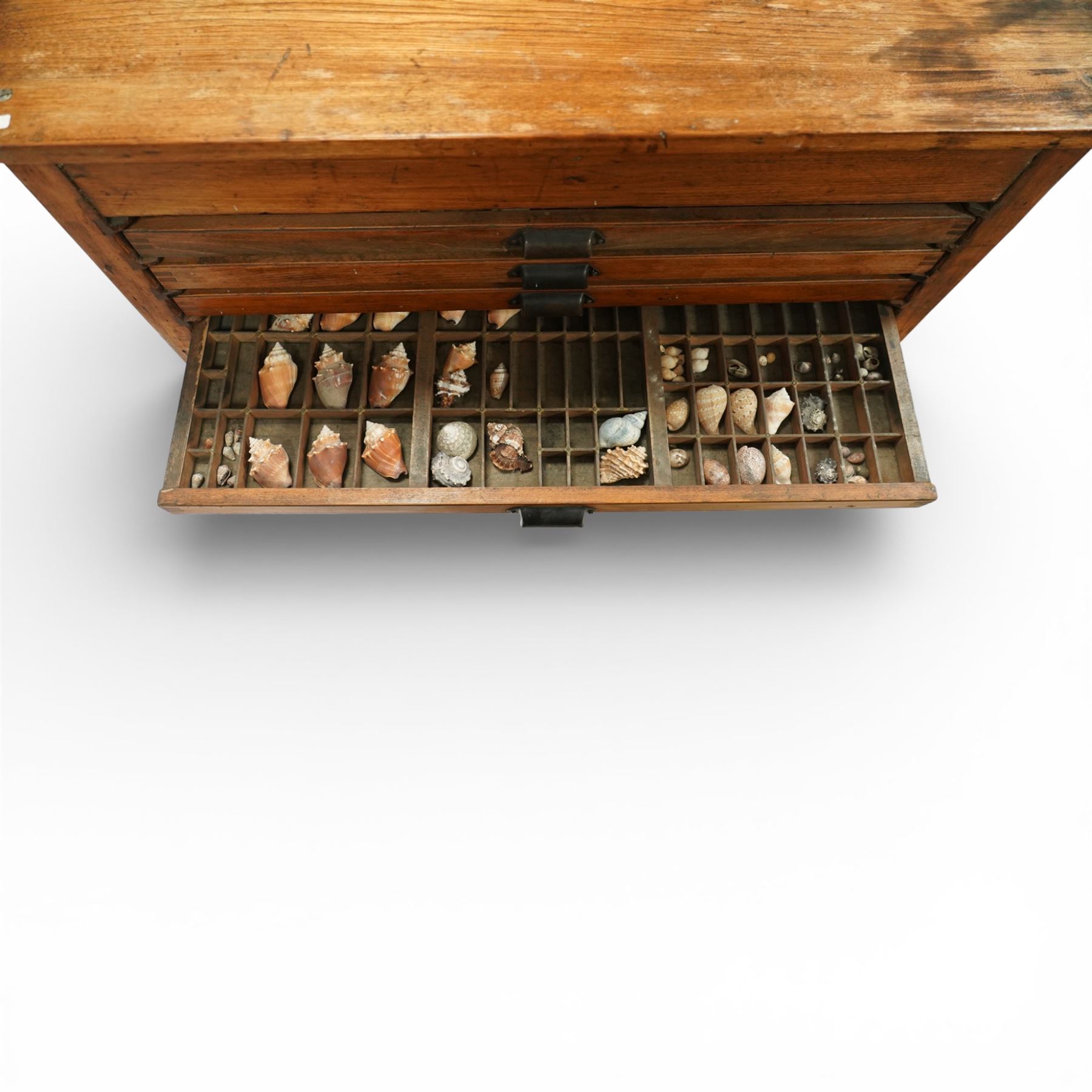 20th century oak printers cabinet, the rectangular top over a bank of twelve shallow drawers each fitted with a metal label handle, the drawers internally compartmentalised and containing an assortment of shells, raised on a shaped plinth base