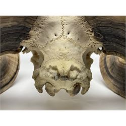 Skulls/Horns: Swaledale Ram Skull, (Ovis aries), set of adult horns on upper skull, H17cm