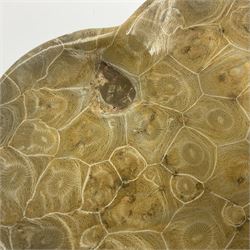 Two graduating fossilised coral dish in the form of hearts, largest D16cm