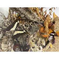 Entomology: 20th century cased moth and butterfly diorama, including Godart morpho, Chrysiridia rhipheus, Cathosia biblis, Appias lyncida, Hamadryas and others arranged amongst dried flowers and grasses, enclosed in a glass five sided terrarium display case with a wooden base, L43cm D43cm H49cm 