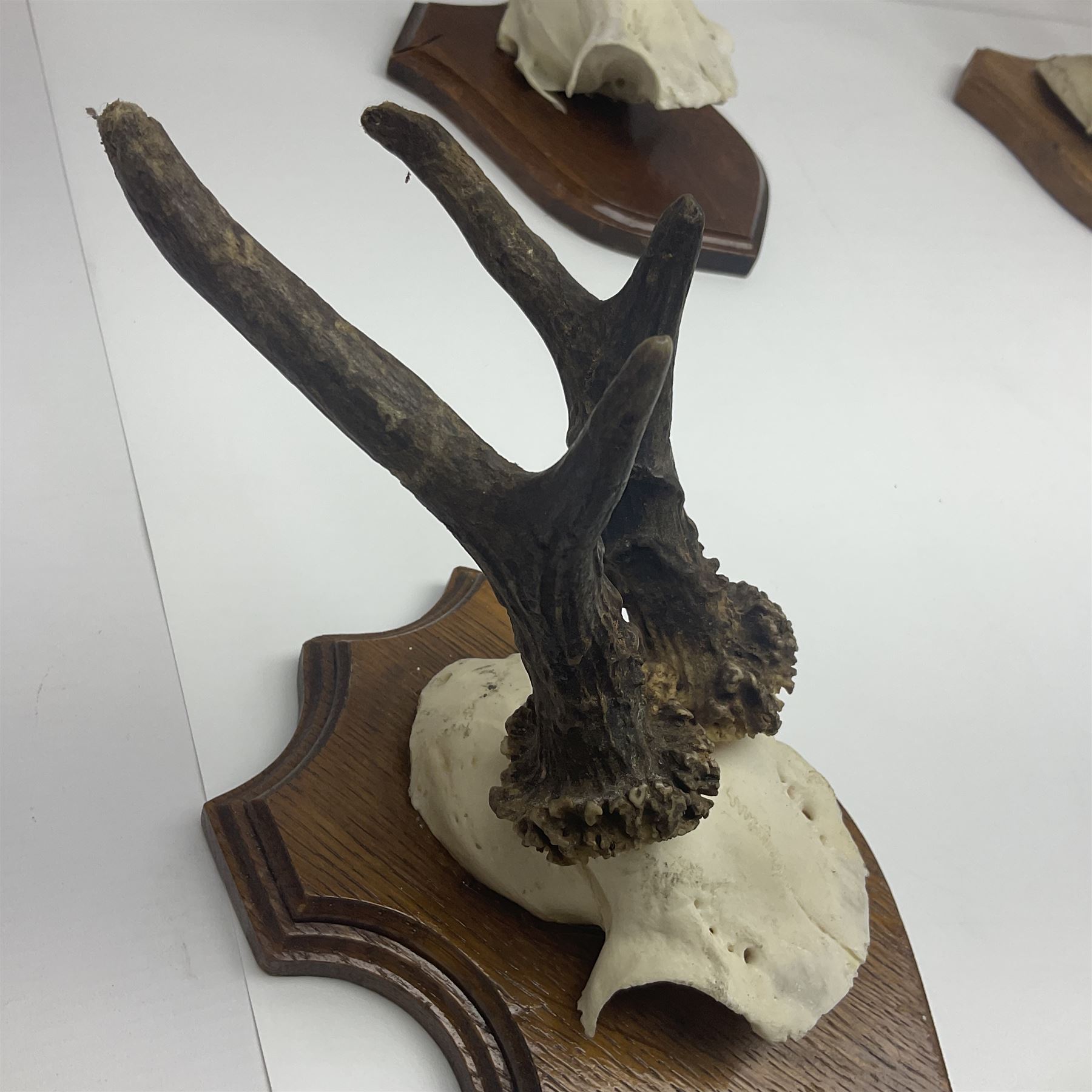 Antlers/Horns: Roe Deer (Capreolus capreolus) ten pairs of roe deer antlers mounted upon wooden shields, shield H19cm 