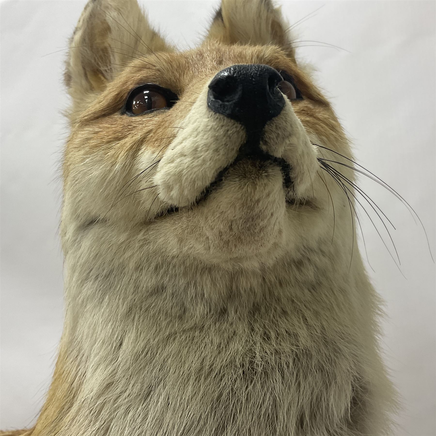Taxidermy: European Red Fox (Vulpes vulpes), full mount adult on open display with standing alert with ears forward front paw raised, upon a naturalist base, H62cm, L78cm