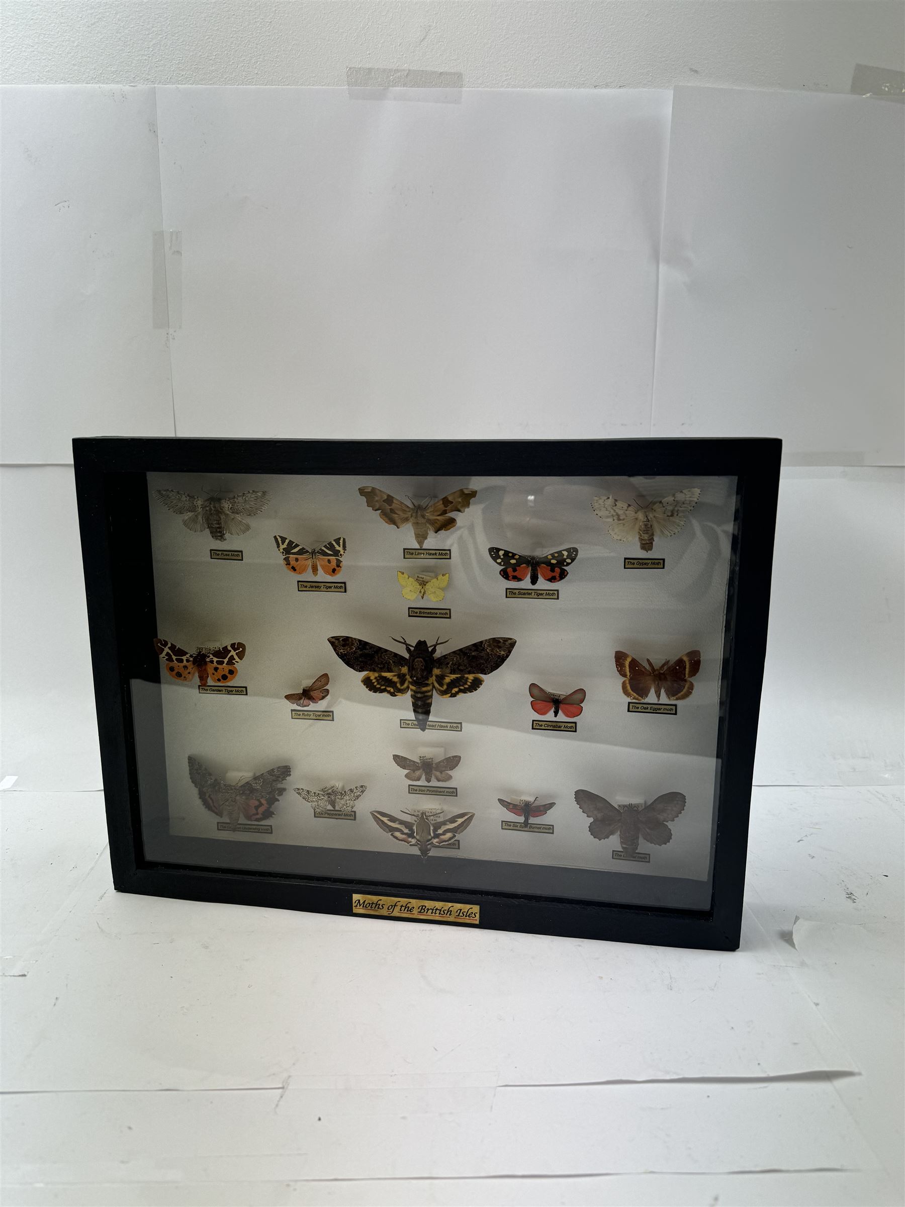 Entomology: Single glazed display of Moths of the British Isles, circa 20th century, single glazed display containing seventeen various specimens, including Death Head Hawk moth, Spurge Hawk moth, Crimson Underwing moth some with attached data labels, all pinned upon foam backing and named labels, enclosed within a glazed ebonised display case, H28cm, L38cm