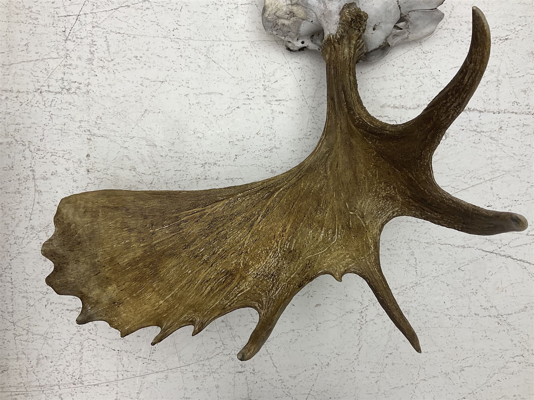Antlers/Horns:Set of European Moose Antlers (Alces alces), a large set of adult bull Moose antlers on upper skull, widest span 114cm