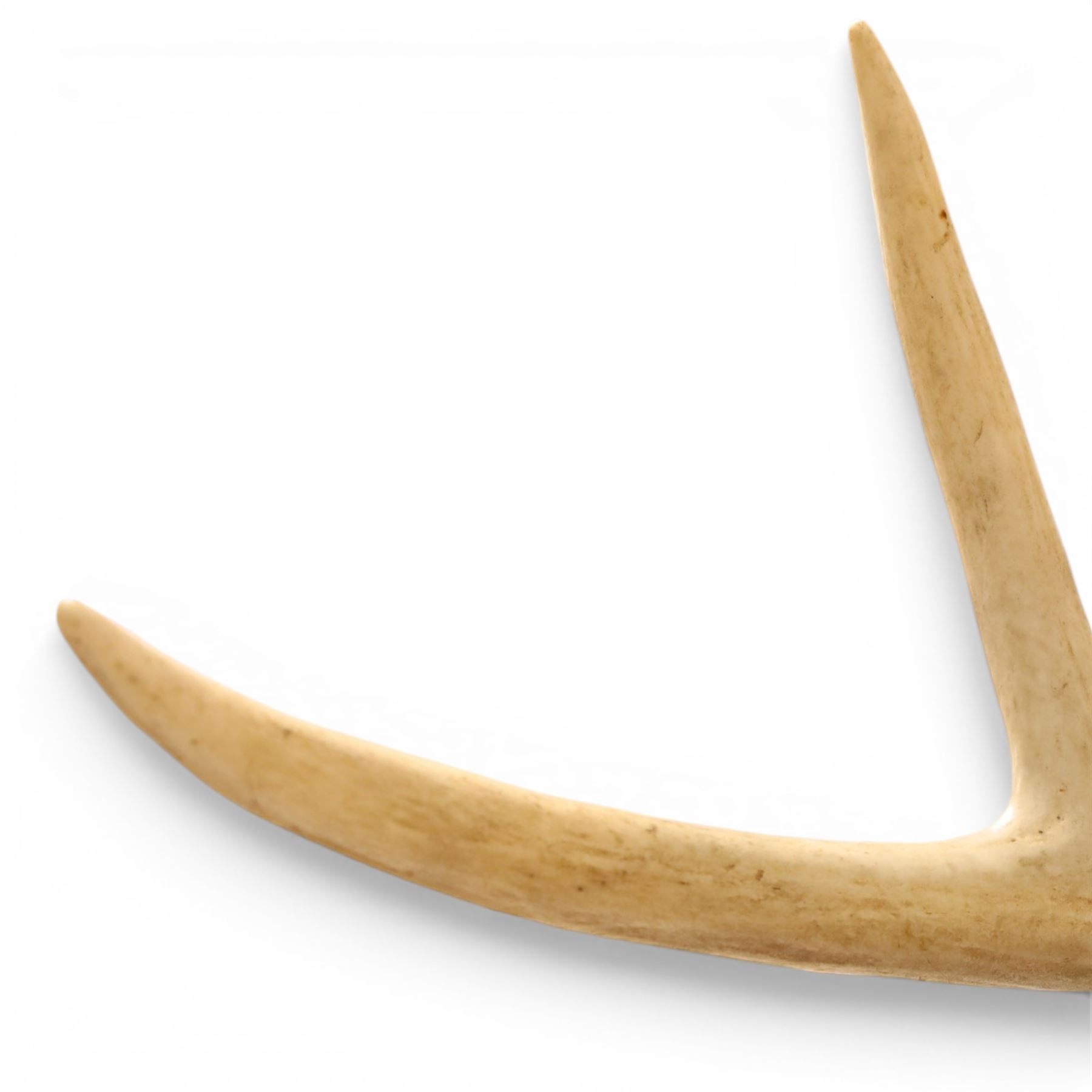Taxidermy - White-tailed Deer (Odocoileus virginianus), adult male stag shoulder mount looking outward, eight-point antlers mounted on wooden shield, projection from wall 63cm 