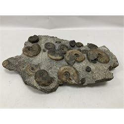 Ammonite multi-block fossil, comprising Dactylioceras and Eleganticeras, age; Jurassic period, location; Port MulGrave, Whitby, H31cm L22cm 