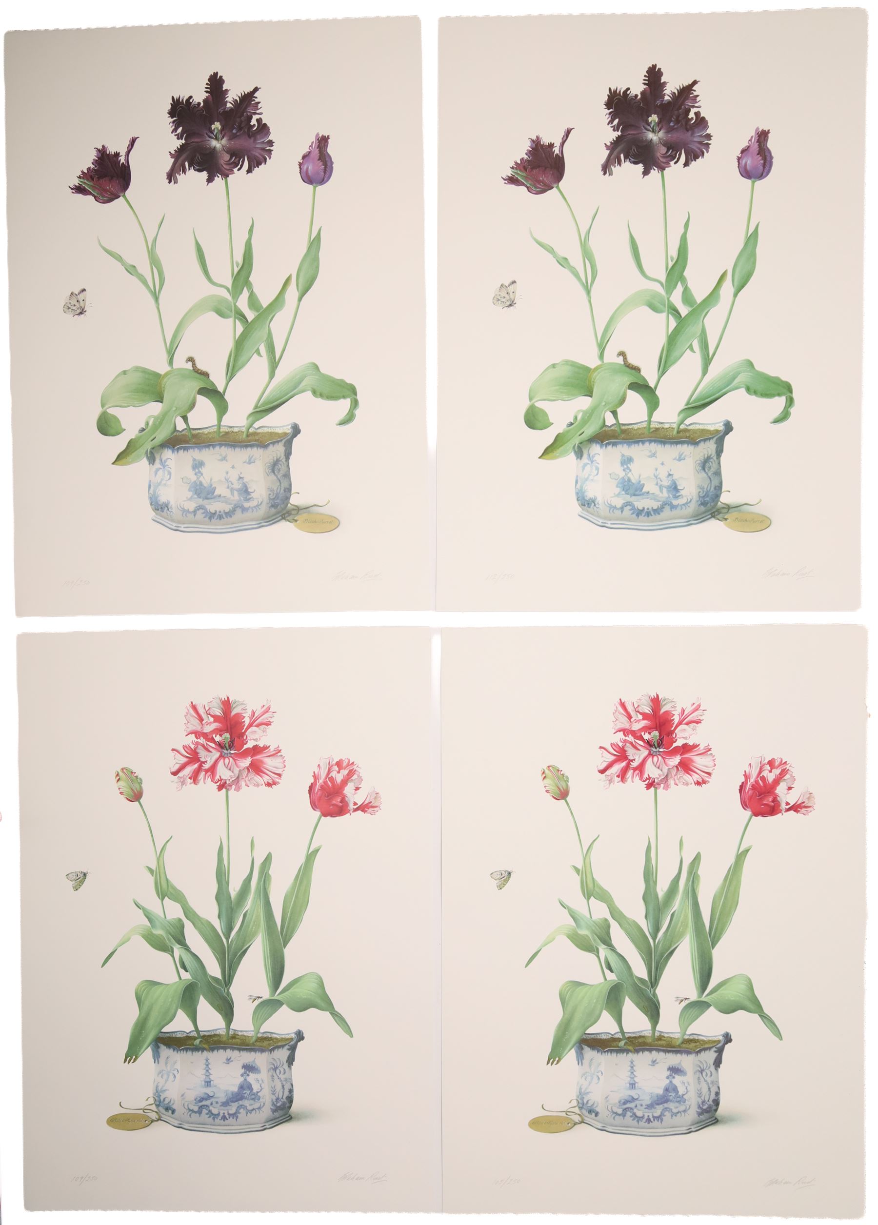 Graham Rust (British 1942-): Still Lifes of Black Parrot Tulips and Estella Rijnveld Tulips, set of four limited edition colour lithographs signed and numbered 112/250, 105/250, 109/250 and 109/250 in pencil 68.5cm x 50.5cm (4) (unframed)