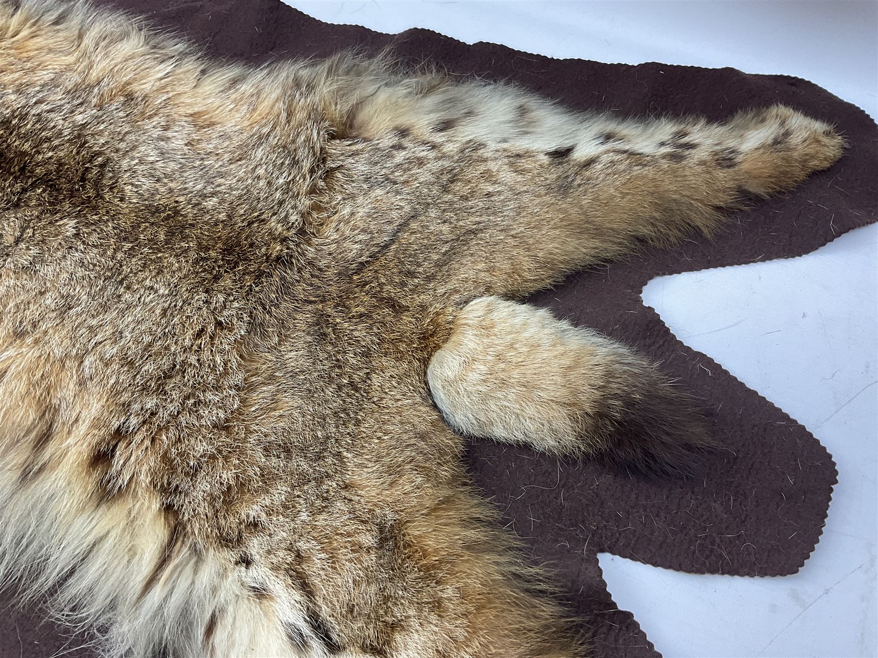 Taxidermy: Bob cat (Lynx rufus) hide mounted upon black felt backing material, L100cm