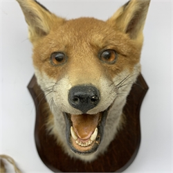 Taxidermy: Red fox mask (Vulpes vulpes), with mouth agape bearing teeth, mounted upon wooden shield, with brush, shield H26.5cm 