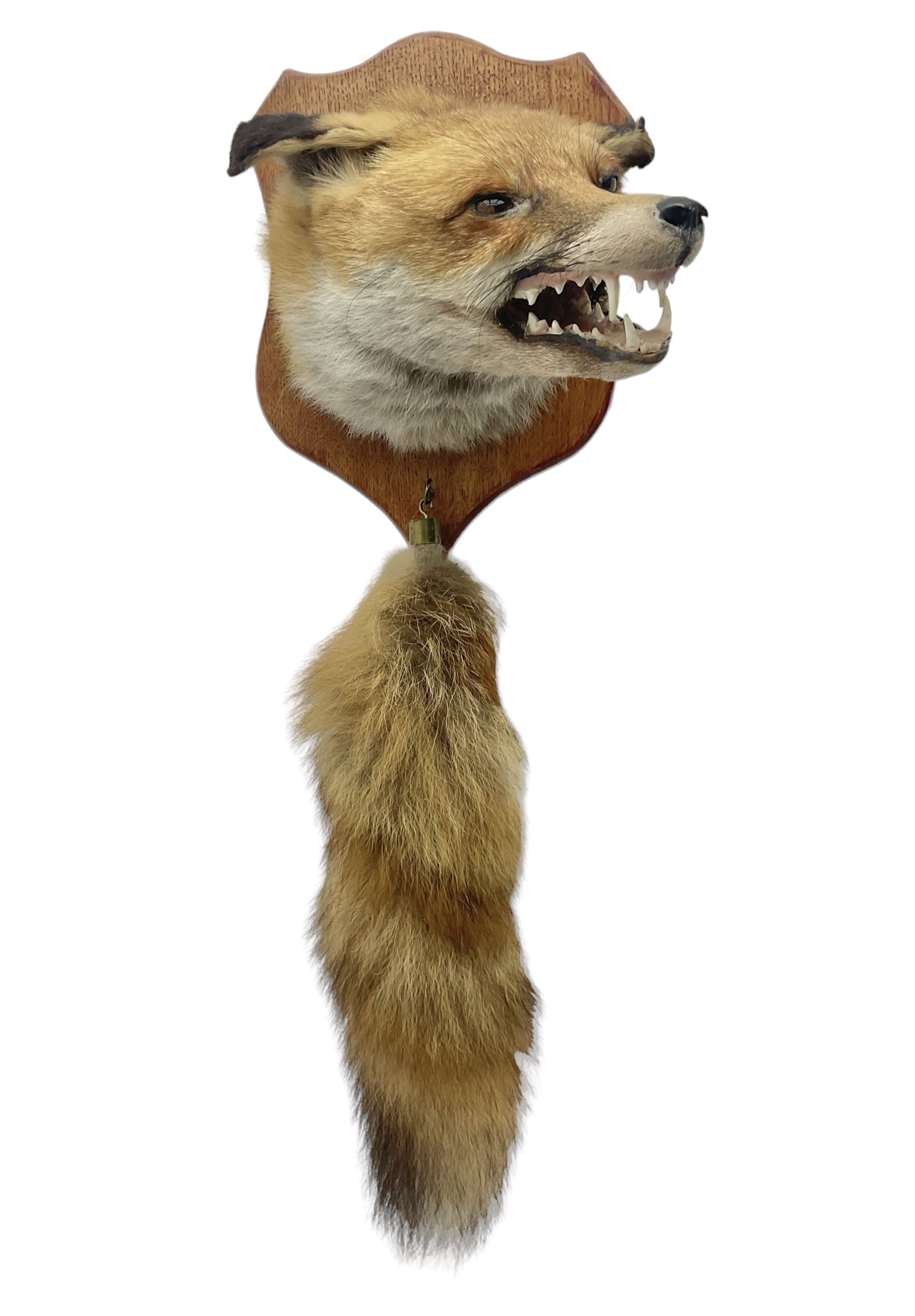 Taxidermy; Red fox mask (Vulpes vulpes), with mouth agape bearing teeth, mounted upon oak shield, with brush, shield L26cm
