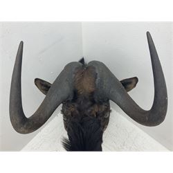 Taxidermy: Black Wildebeest (Connochaetes Gnou), adult male shoulder mount looking straight ahead, D75cm