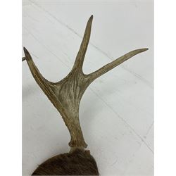 Antlers/horns: European Moose (Alces alces), two pairs of antlers on part upper skulls, one with fur covered frontlet, largest W85cm