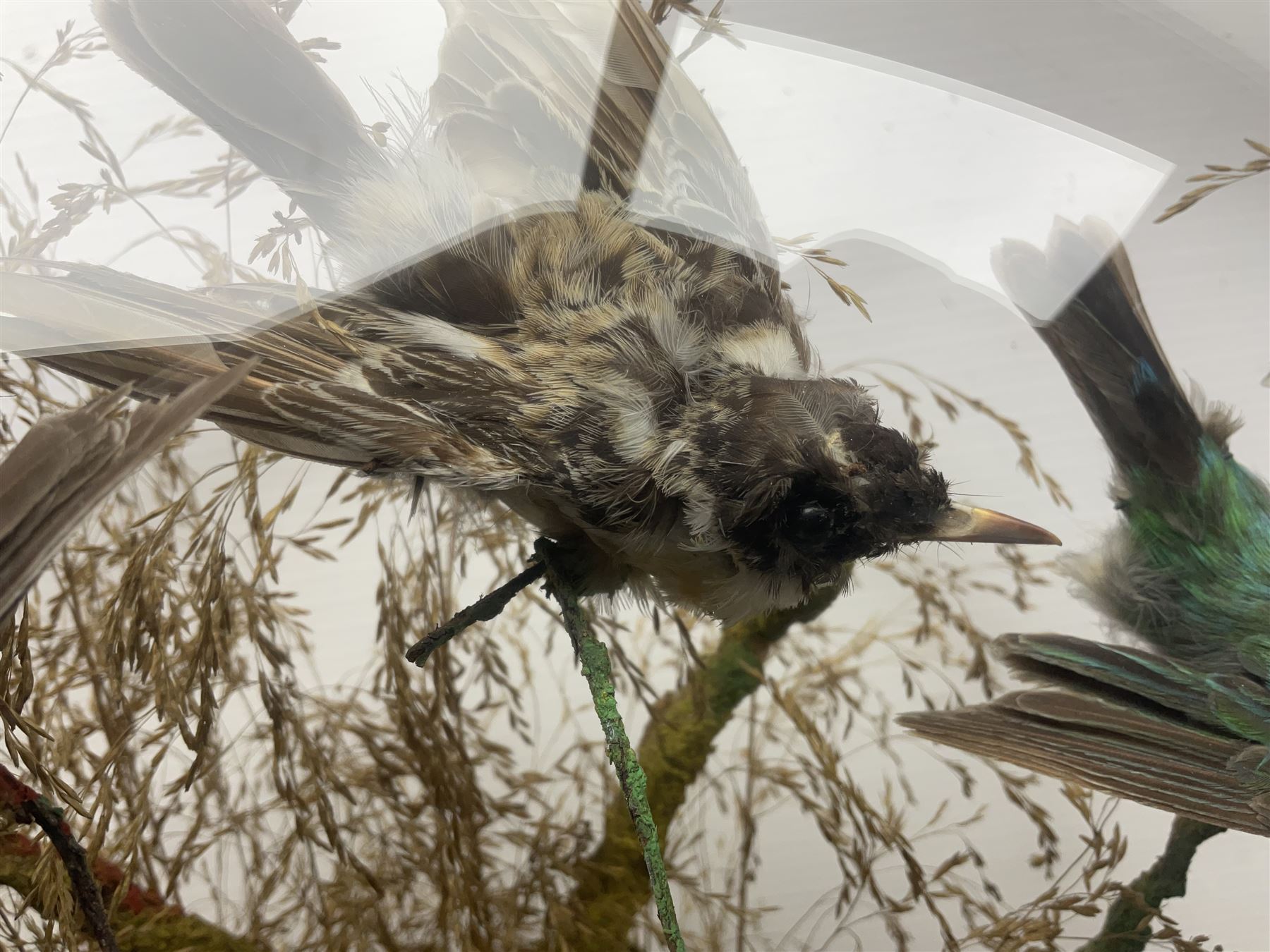 Taxidermy; large Victorian domed taxidermy diorama study of birds, with seventeen specimens including Ring Necked Parakeet, Blue Winged Warbler and Blackbird, the glass dome upon an ebonised wooden base, H77cm, W44cm