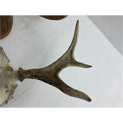 Antlers/horns: European Moose (Alces alces), two pairs of antlers on part upper skulls, one with fur covered frontlet, largest W85cm
