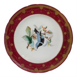 19th century Minton dessert plates, five decorated with a central ornithological study and four decorated with butterflied, each with within a red  and gilt board