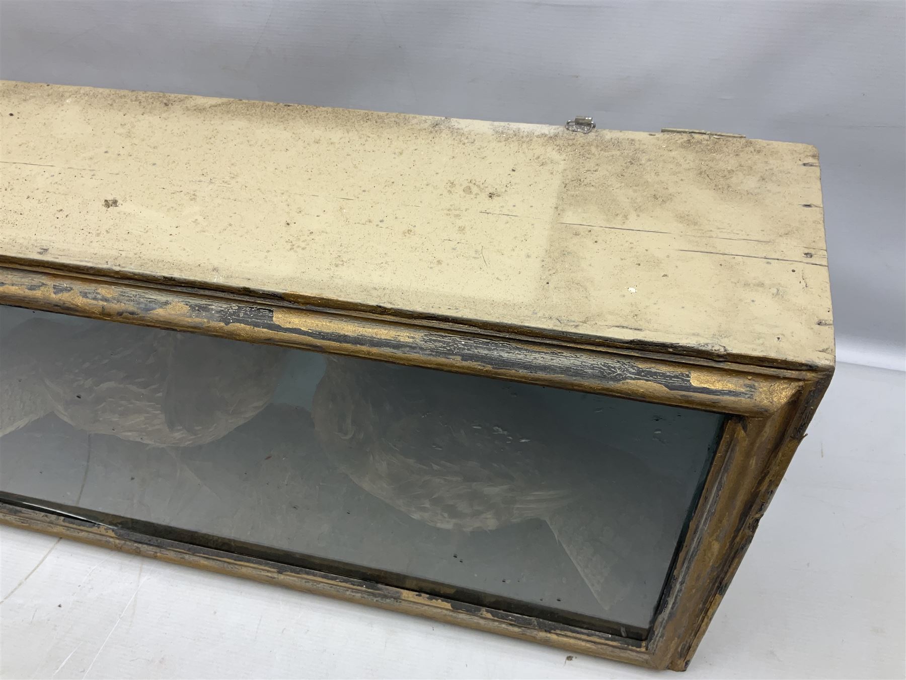 Taxidermy; Cased pair of Ruffed Grouse (Bonasa umbellus), male and female adult mounts, in a naturalistic setting, encased within a single pane display case, H39cm, L68cm