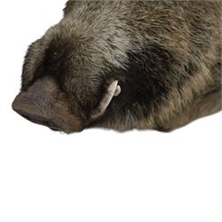 Taxidermy: A European Wild Boar (Sus scrofa), adult neck mount looking straight ahead, 50cm from wall
