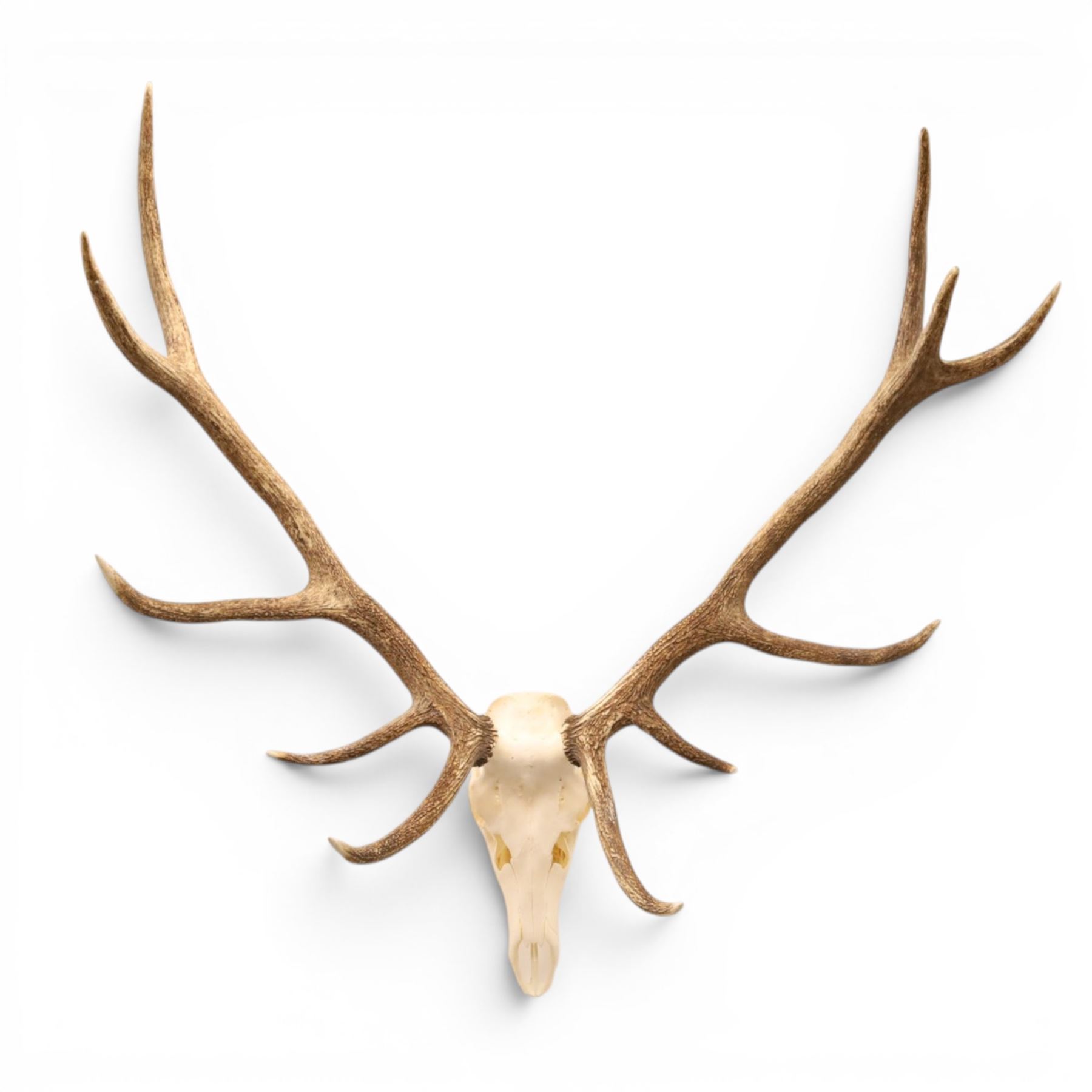 Antlers/Horns - Pair of Red Deer (Cervus elaphus) antlers on skull, H117cm