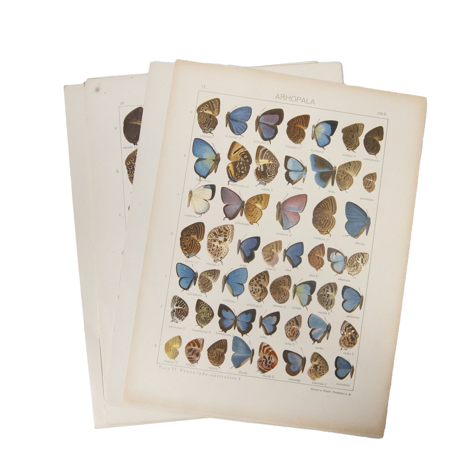 Seitz (Adalbert); collection of ten chromolithographic butterfly plates from Fauna Indo-Australica, mainly of specimens from the Lyceanidae family, circa 1907 