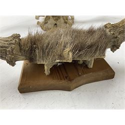 Antlers/horns: European Moose (Alces alces), two pairs of antlers on part upper skulls, one with fur covered frontlet, largest W85cm