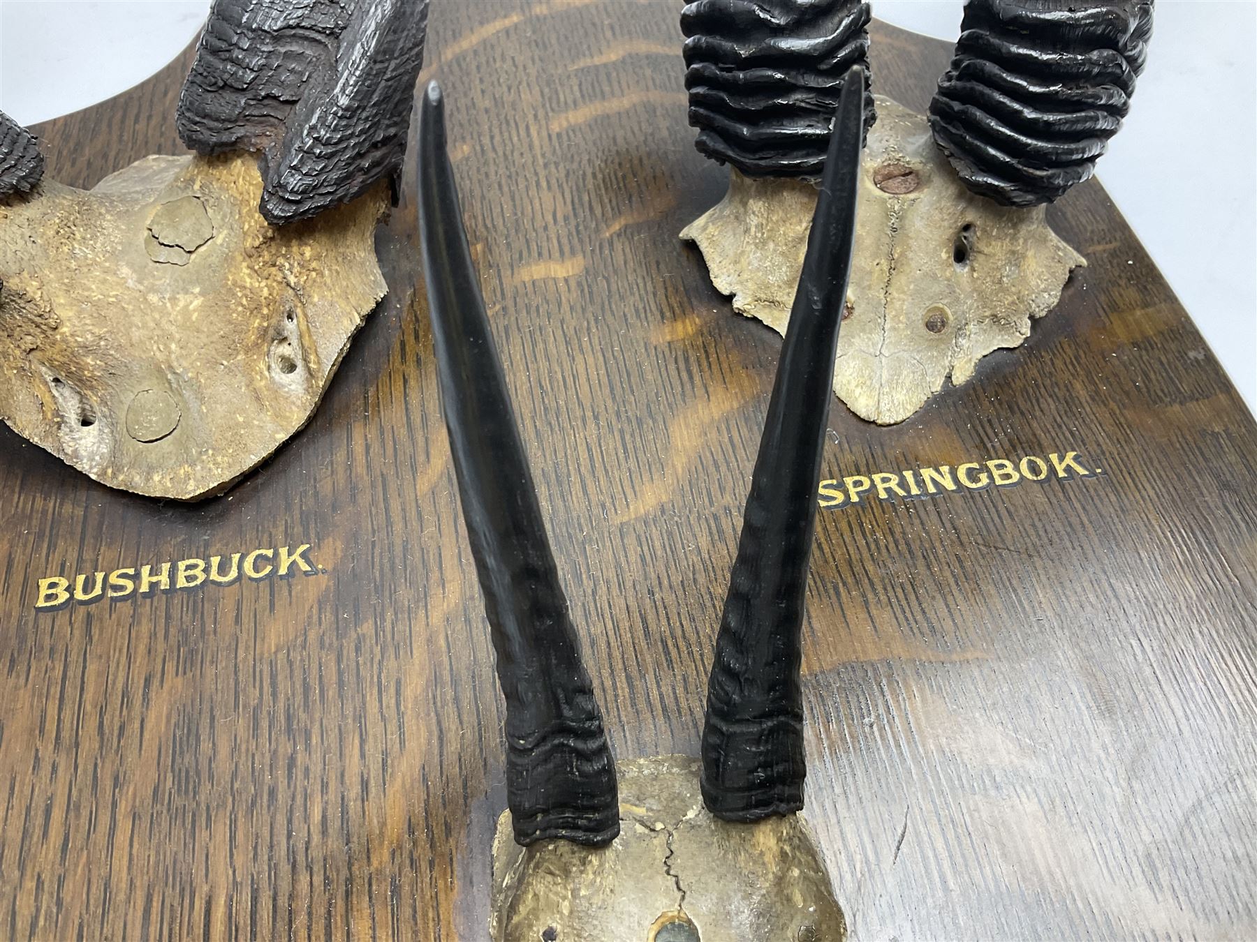 Antlers/horns; Bushbuck (Tragelaphus sylvaticus),  Duiker Buck (Sylvicapra grimmia) and Springbok (Antidorcas marsupialis), three pairs of adult antlers upon an oak shield, shield H38cm 