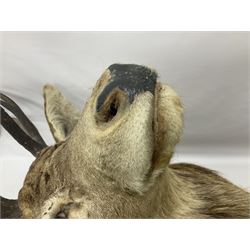 Taxidermy: Red Deer (Cervus elaphus), adult male imperial stag shoulder mount looking straight ahead, ten point antlers, mounted upon a shaped wooden shield, D65cm