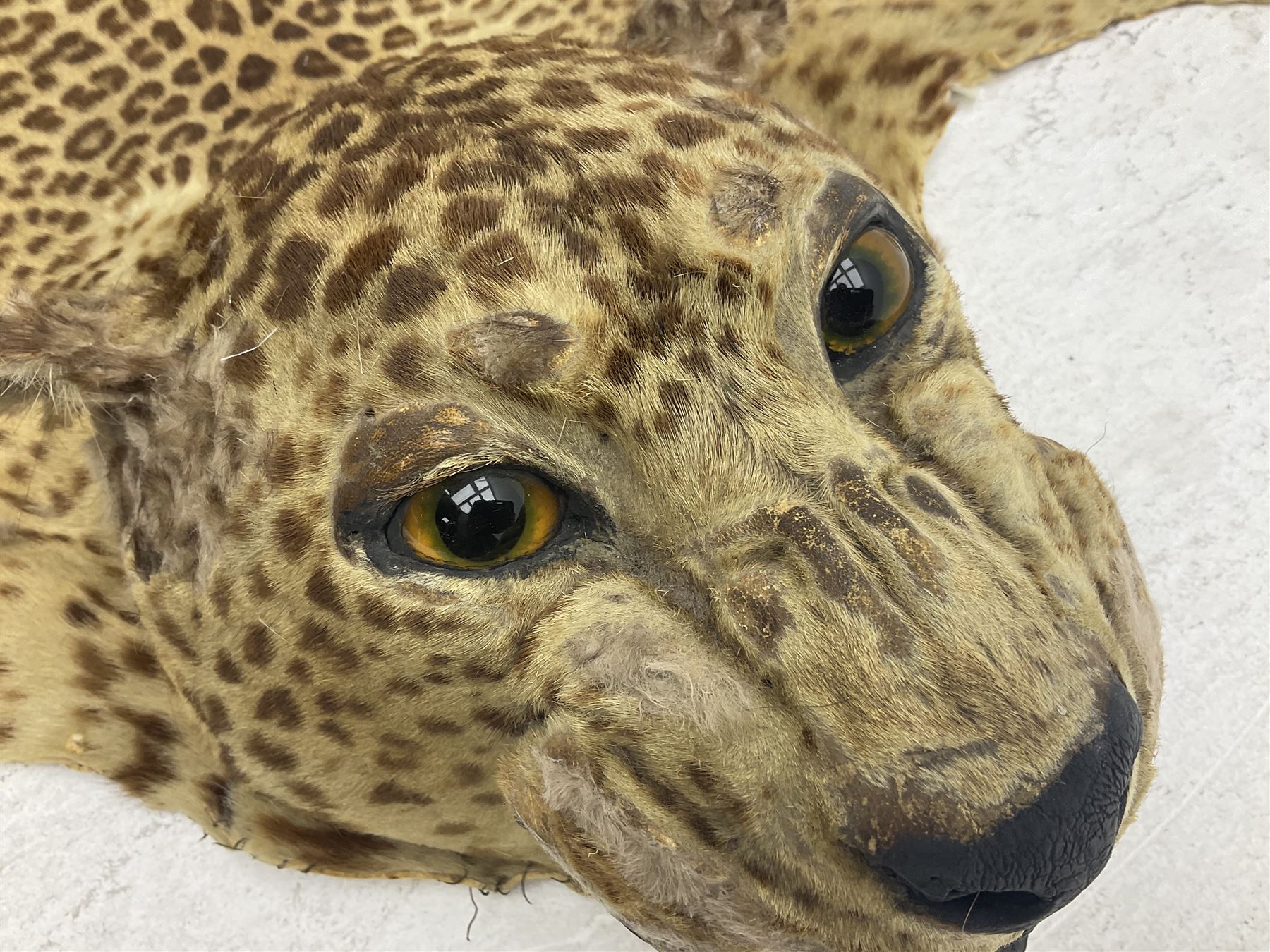 Taxidermy: Early 20th century Indian leopard (Panthera pardus fusca), adult skin rug with head mount, mouth agape, with limbs outstretched, nose to tail L156cm