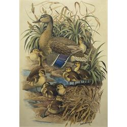 David Binns (British 1935-2020): Mother Duck and Ducklings, watercolour signed and dated '69, 70cm x 52cm