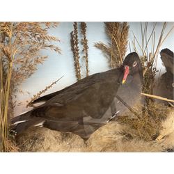 Taxidermy: Cased pair moorhens (Gallinula chloropus), male and female adult mounts, in a naturalistic setting, encased within a single panel display case, H37cm, L72cm