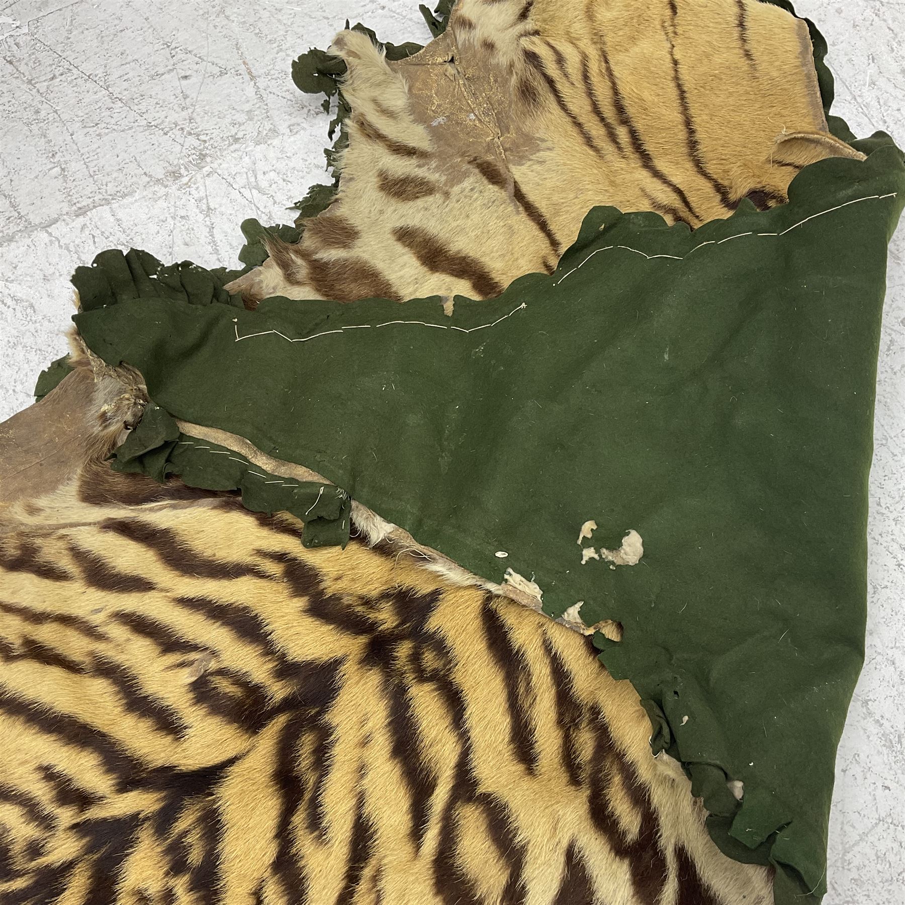 Skins/Hides: Victorian Tiger skin rug (tigris tigris), with green backing with scalloped edges,  L188cm  